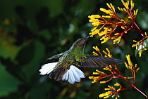 Coppery-headed Emerald (Elvira cupreiceps) hummingbird, male feeding at and pollinating Cappel (Palicourea padifolia) flowers, Monteverde Cloud Forest Reserve, Costa Rica