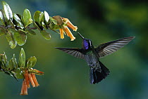 Purple-throated Mountain-gem (Lampornis calolaemus) hummingbird male feeding at epiphytic flowers (Macleania insignis), Monteverde Cloud Forest Reserve, Costa Rica