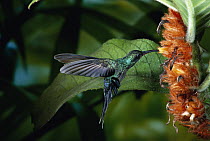 Green Hermit (Phaethornis guy) hummingbird male feeding at and pollinating Gesneria (Alloplectus sp) flowers, mid-elevation rainforest, Sarapiqui Gorge, Caribbean slope of Costa Rica