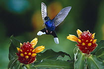 Violet Sabre-wing (Campylopterus hemileucurus) hummingbird male at Ginger (Costus montanus) flowers, Monteverde Cloud Forest Reserve, Costa Rica