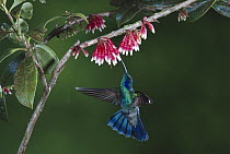Green Violet-ear (Colibri thalassinus) hummingbird feeding at and pollinating flowers of epiphytic Heath (Satyria warszewiczii), Monteverde Cloud Forest Reserve, Costa Rica