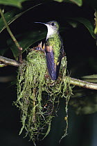 Stripe-tailed Hummingbird (Eupherusa eximia) female at nest with her chicks, Monteverde Cloud Forest Reserve, Costa Rica