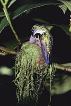 Stripe-tailed Hummingbird (Eupherusa eximia) female at nest feeding, Monteverde Cloud Forest Reserve, Costa Rica
