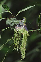Stripe-tailed Hummingbird (Eupherusa eximia) female at nest feeding young, Monteverde Cloud Forest Reserve, Costa Rica