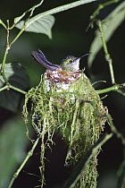 Stripe-tailed Hummingbird (Eupherusa eximia) female at nest incubating eggs, Monteverde Cloud Forest Reserve, Costa Rica