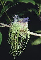 Stripe-tailed Hummingbird (Eupherusa eximia) two chicks in nest, Monteverde Cloud Forest Reserve, Costa Rica