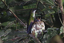 Stripe-tailed Hummingbird (Eupherusa eximia) female at nest with two chicks who are begging her for food, Monteverde Cloud Forest Reserve, Costa Rica