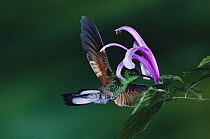 Stripe-tailed Hummingbird (Eupherusa eximia) piercing a Desconocido (Razisea spicata) flower to steal its nectar, Monteverde Cloud Forest Reserve, Costa Rica