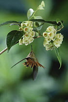 Scintillant Hummingbird (Selasphorus scintilla) at epiphytic Heath (Vaccinium poasanum) flowers, cloud forest, Costa Rica