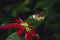 Magenta-throated Woodstar (Calliphlox bryantae) hummingbird male feeding at and pollinating Poinsettia (Euphorbia pulcherrima) flowers, cloud forest, Costa Rica