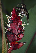 White-tipped Sicklebill (Eutoxeres aquila) hummingbird visiting a Heliconia (Heliconia reticulata) flower in rainforest, Costa Rica