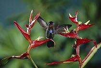 Fiery-throated Hummingbird (Panterpe insignis) at Heliconia flower, Monteverde Cloud Forest Reserve Costa Rica