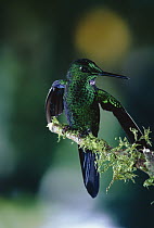 Green-crowned Brilliant (Heliodoxa jacula) hummingbird perched in cloud forest, Costa Rica