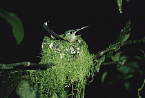 Violet-crowned Woodnymph (Thalurania colombica) hummingbird female brooding on nest in rainforest, Costa Rica