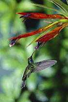 Green Violet-ear (Colibri thalassinus) hummingbird feeding at and pollinating epiphytic Bromeliad (Tillandsia multicaulis) cloud forest, Costa Rica