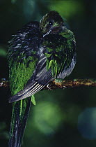 Resplendent Quetzal (Pharomachrus mocinno) female preening, cloud forest, Monteverde Costa Rica