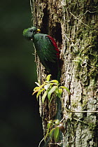 Resplendent Quetzal (Pharomachrus mocinno) male at nest entrance, cloud forest Monteverde, Costa Rica