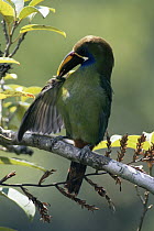 Emerald Toucanet (Aulacorhynchus prasinus) preening feathers with bill, Costa Rica