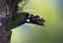 Emerald Toucanet (Aulacorhynchus prasinus) cleaning seeds and feces from nest, Costa Rica