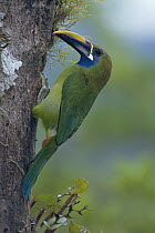 Emerald Toucanet (Aulacorhynchus prasinus) at entrance to nest, Cloud forest, Costa Rica