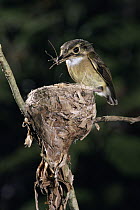 White-throated Spadebill (Platyrinchus mystaceus) adult at nest with food for nestlings, Monteverde Cloud Forest Reserve, Costa Rica