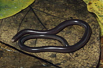 Costa Rican Blind Snake (Typhlops costaricensis), Monteverde Cloud Forest Reserve, Costa Rica