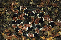 Allen's Coral Snake (Micrurus alleni) venomous snake with warning colors, La Selva Biological Research Station, Costa Rica