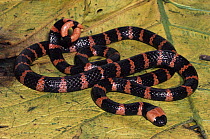 Redtail Coral Snake (Micrurus mipartitus) defensive display, venomous snake, Costa Rica