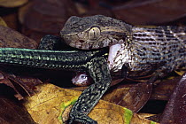 Fer-de-lance (Bothrops asper) snake, swallowing Whiptail Lizard, rainforest, Costa Rica