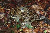 Boa Constrictor (Boa constrictor) on rainforest floor, Costa Rica
