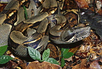 Boa Constrictor (Boa constrictor) portrait in the rainforest, Costa Rica