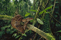 Ringed Tree Boa (Corallus annulatus) coiled around branch in the rainforest, Costa Rica