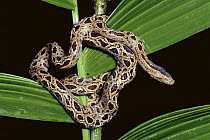 Panamanian Dwarf Boa (Ungaliophis panamensis) coiled around plant in rainforest, Costa Rica