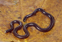 Black Blind Snake (Leptotyphlops goudotii) on leaf in dry forest, Costa Rica