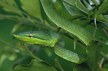 Green Vine Snake (Oxybelis fulgidus) among leaves in rainforest, Costa Rica