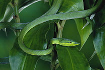 Green Vine Snake (Oxybelis fulgidus) among leaves in rainforest, Costa Rica
