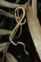 Vine Snake (Oxybelis argenteus) hanging from tree, Amazon rainforest, Ecuador