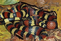 Milk Snake (Lampropeltis triangulum) a Kingsnake, harmless mimic of Coral Snake in rainforest, Costa Rica