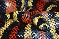Milk Snake (Lampropeltis triangulum) a Kingsnake, harmless mimic of Coral Snake in rainforest, Costa Rica