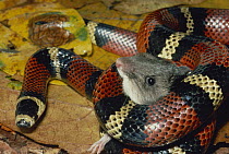 Milk Snake (Lampropeltis triangulum) a Kingsnake, harmless mimic of Coral Snake, constricting a Spiny Pocket Mouse (Heteromys sp) rainforest, Costa Rica