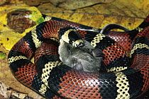 Milk Snake (Lampropeltis triangulum) a Kingsnake, harmless mimic of Coral Snake, constricting and eating a Spiny Pocket Mouse (Heteromys sp) rainforest, Costa Rica