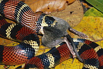 Milk Snake (Lampropeltis triangulum) a Kingsnake, harmless mimic of Coral Snake, constricting and swallowing a Spiny Pocket Mouse (Heteromys sp) rainforest, Costa Rica