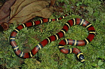 Milk Snake (Lampropeltis triangulum) a Kingsnake, non-venomous mimic of Coral Snake on mossy rainforest floor, Costa Rica