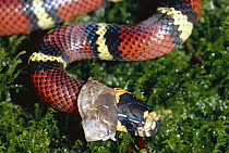 Milk Snake (Lampropeltis triangulum) a Kingsnake, shedding its skin, non-venomous mimic of Coral Snake, in the rainforest, Costa Rica
