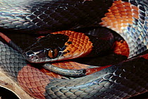 Calico Snake (Oxyrhopus petola) rear-fanged mimic of the Coral Snake, in the rainforest, Costa Rica