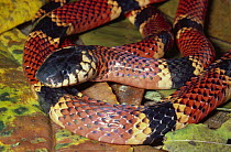 Clark's Coral Snake (Micrurus clarki) venomous snake with warning coloration, rainforest, Costa Rica