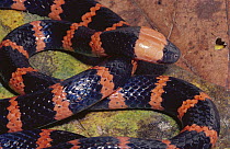Redtail Coral Snake (Micrurus mipartitus) venomous, in rainforest, Costa Rica