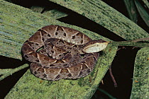 Fer-de-lance (Bothrops asper) snake, venomous snake coiled on palm leaf in rainforest, Costa Rica