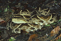 Fer-de-lance (Bothrops asper) snake, two meters long, venomous, coiled on rainforest floor, Costa Rica
