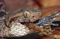 Fer-de-lance (Bothrops asper) snake, juvenile swallowing Rain Frog (Eleutherodactylus sp) in the rainforest, Costa Rica